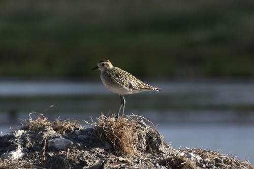Pluvialis fulva observed 2026-10-10