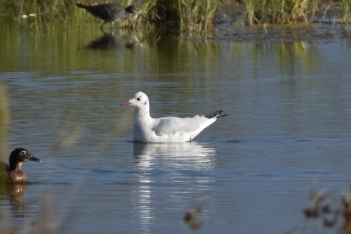 Chroicocephalus ridibundus observed 2026-10-10
