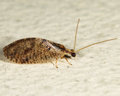 Hemerobius humulinus