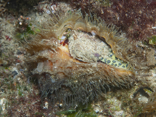 Monoplex parthenopeus observed 2026-10-09