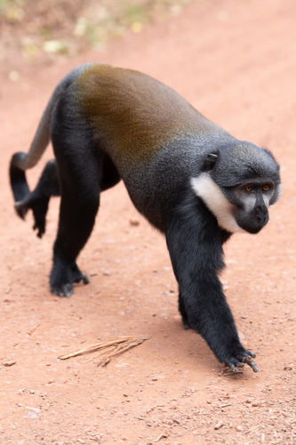 L'Hoest's Monkey