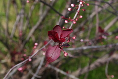 Prunus cistena