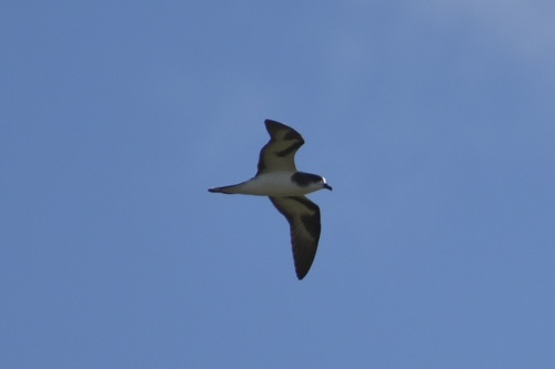 Pterodroma hypoleuca observed 2026-10-10
