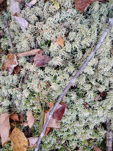 Sphagnum centrale observed 2026-10-11
