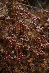 Chorizanthe leptotheca