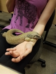 Varanus exanthematicus