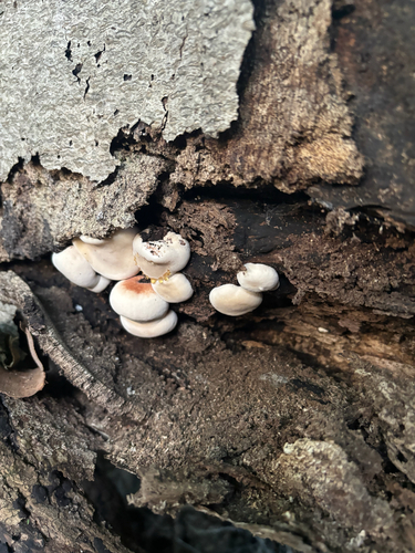Resinous Polypore
