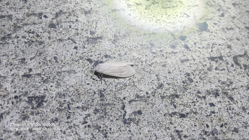 Clouded Tiger Moth