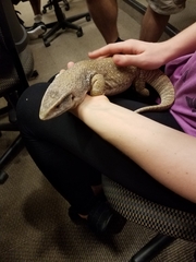 Varanus exanthematicus