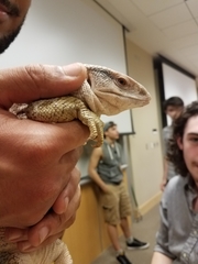 Varanus exanthematicus