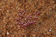 Chorizanthe leptotheca