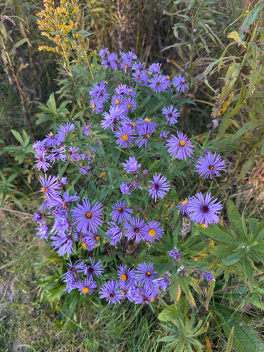 New England aster