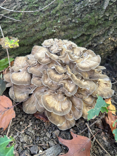 hen of the woods