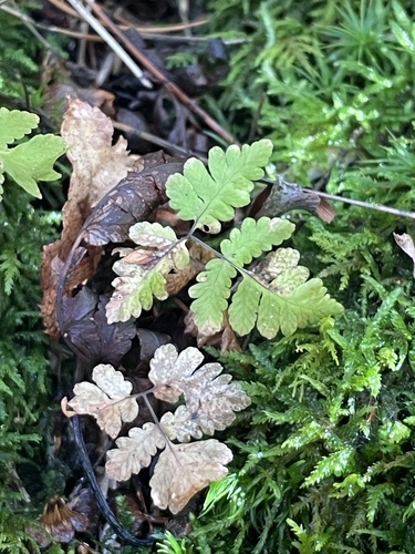 Gymnocarpium dryopteris observed 2026-10-12