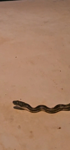 Central Ratsnake