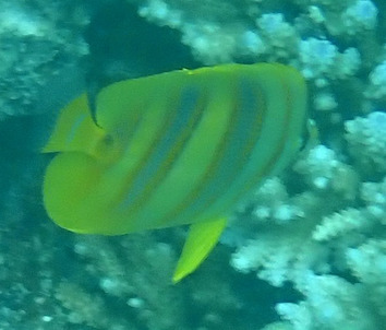 Chaetodon rainfordi observed 2026-10-10