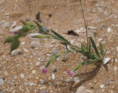 Silene subconica