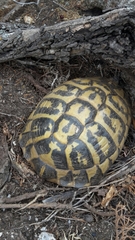 Testudo hermanni hermanni