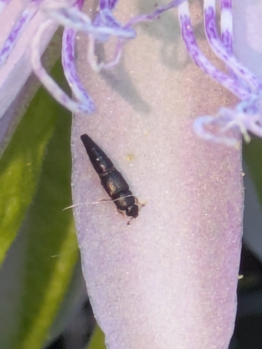 Conotelus