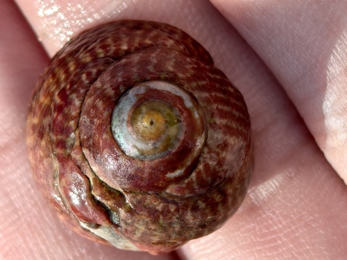 Tegula gallina observed 2026-10-12