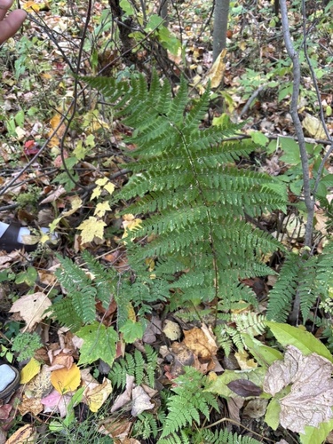 spinulose wood fern