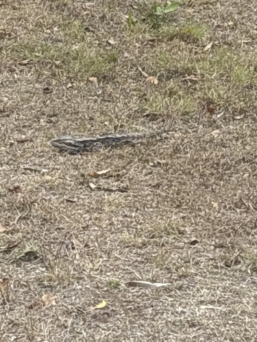 Eastern Bearded Dragon
