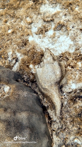 Turbinella angulata, 2026-10-11