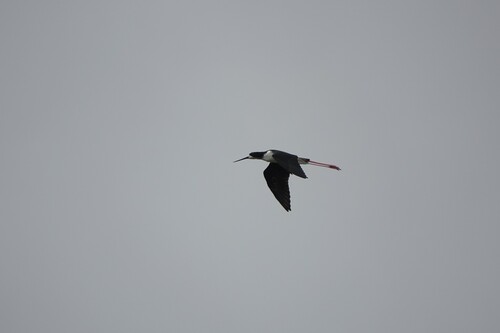Himantopus mexicanus observed 2026-10-10