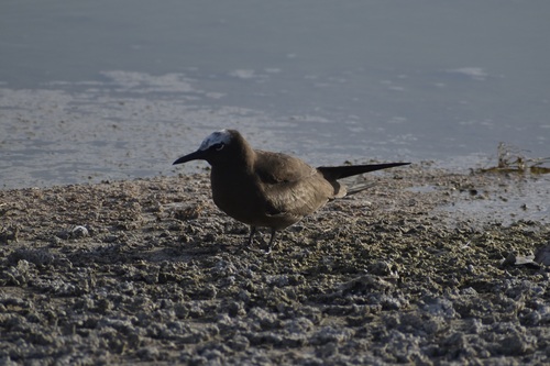 iNaturalist image