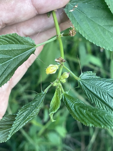 Corchorus olitorius observed 2026-10-12