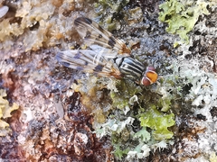 Otites porcus