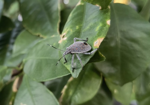 Yellow-spotted Stink Bug