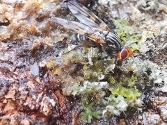 Otites porcus