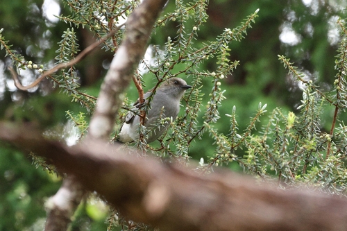 Myadestes obscurus observed 2026-10-10
