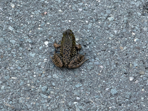 Green Frog