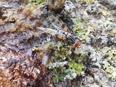 Otites porcus