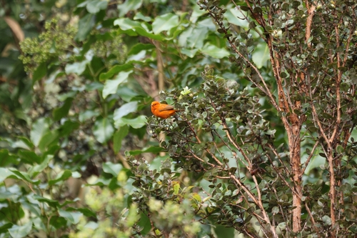 Loxops coccineus observed 2026-10-10