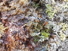Otites porcus