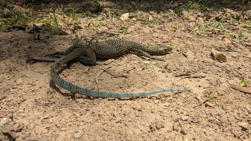 Varanus indicus observed 2026-10-05