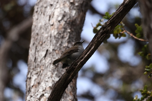 Myadestes obscurus observed 2026-10-10
