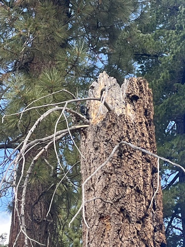 White-headed Woodpecker