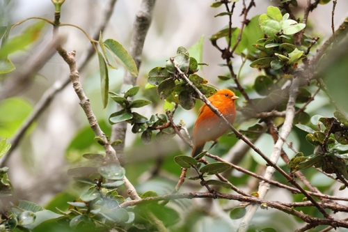 Loxops coccineus observed 2026-10-10