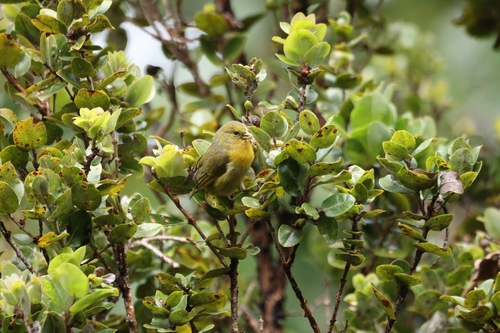 Loxops coccineus observed 2026-10-10
