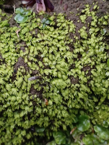 Fissidens asplenioides observed 2026-10-13