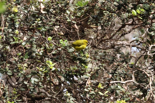 Chlorodrepanis virens observed 2026-10-10