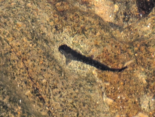 Zebra Blenny