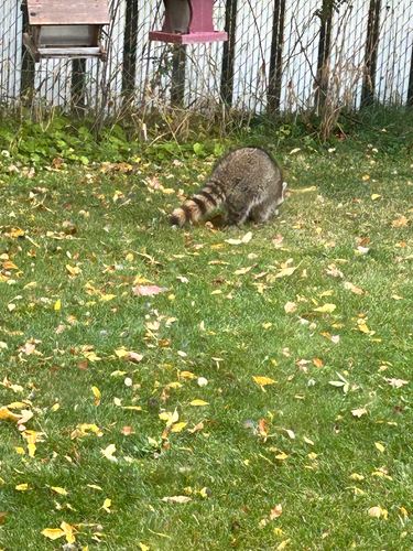 Common Raccoon
