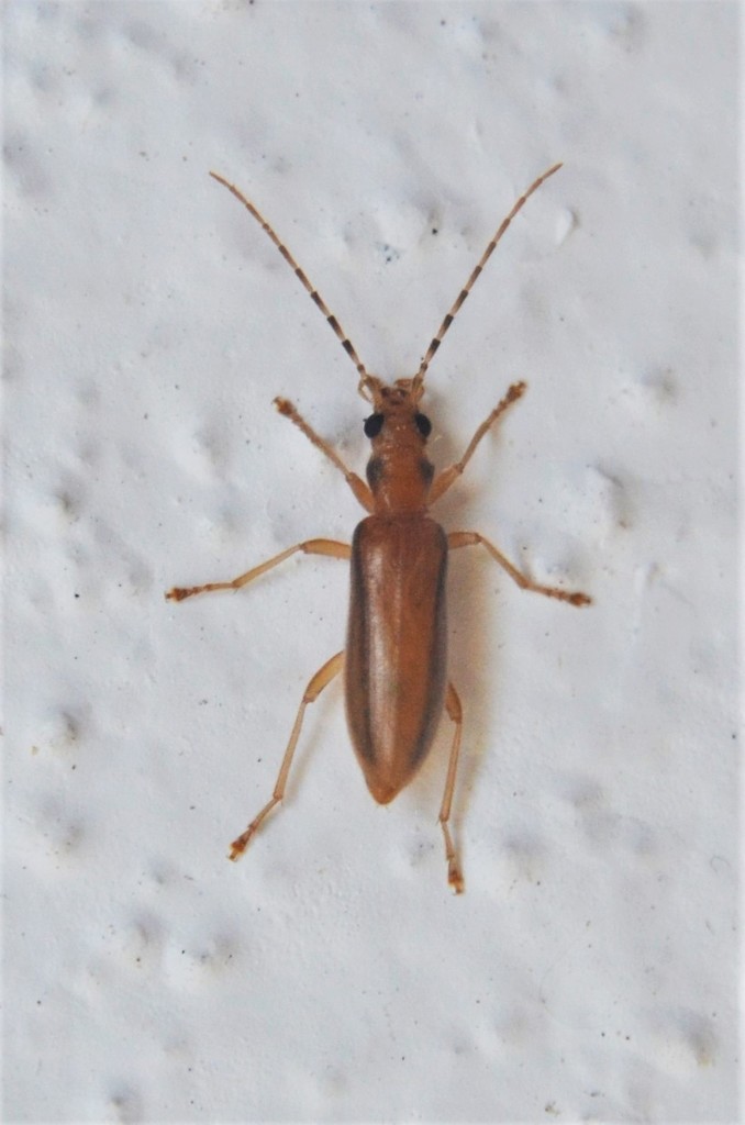 Paroxacis