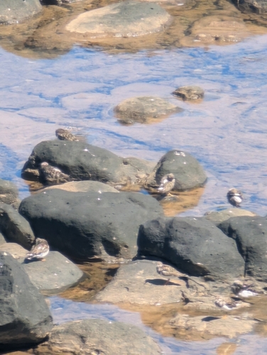 Ruddy Turnstone