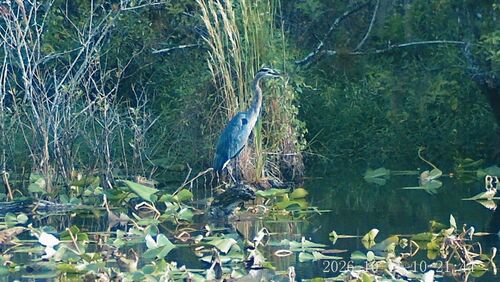 Great Blue Heron